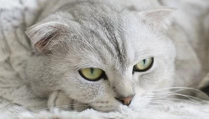 善良的小姨子在线观看免费安装